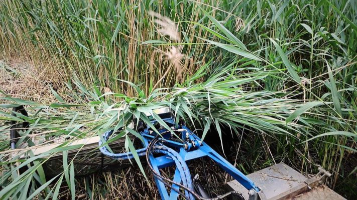 oekologische-gewaesserpflege_entfernung-schilfgras